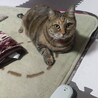  サムネイル3