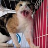  サムネイル2