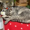  サムネイル4