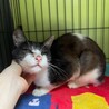  サムネイル3